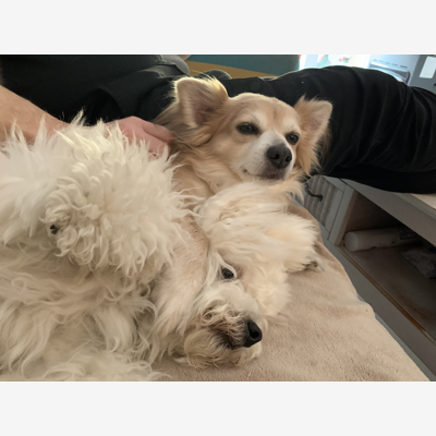 image_Recherche pet-sitter