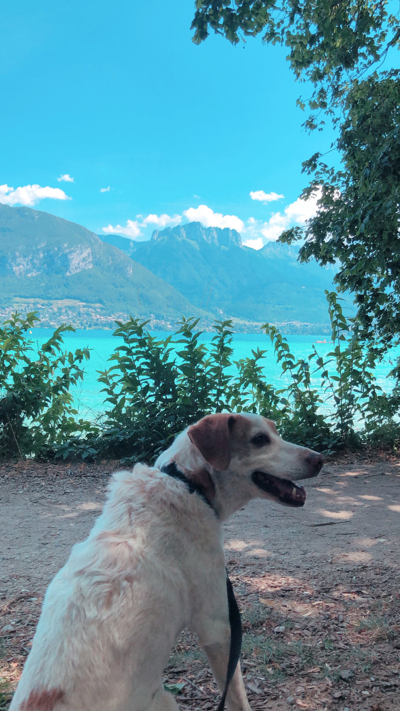 image_Recherche pet sitter