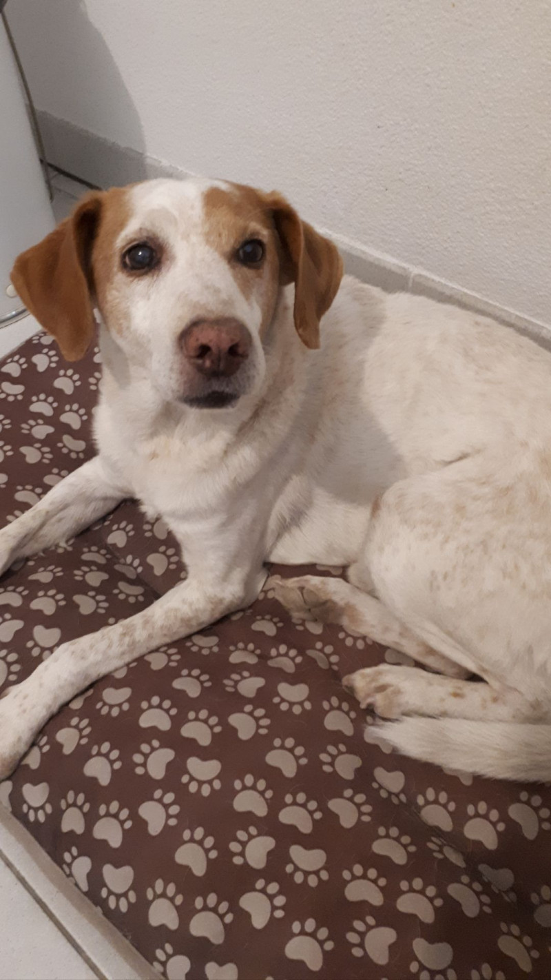 image_Cherche pet sitter