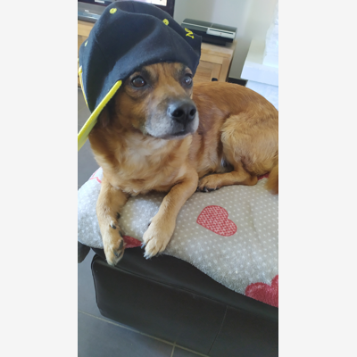 image_Garde de votre petit chien