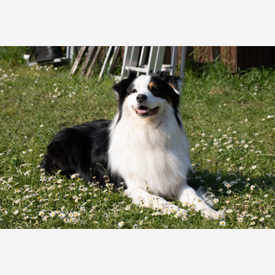 image_Garde animaux
