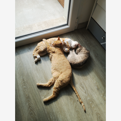 image_Nounou pour chat