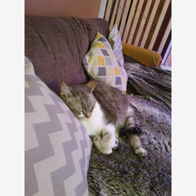 image_Garde d'un chat à votre domicile du 13/12 au 01/01