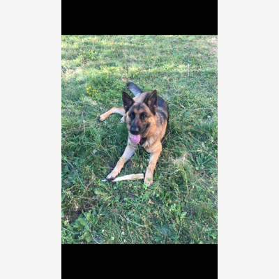 image_Cherche garde chien à votre domicile