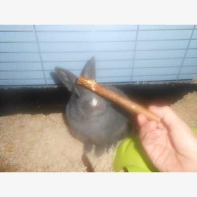image_garde animaux