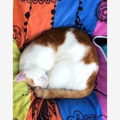 image_Du chat au lapin :)