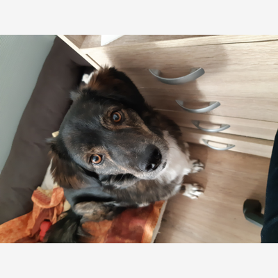 image_Cherche personne responsable et sérieuse pour garder ma chienne