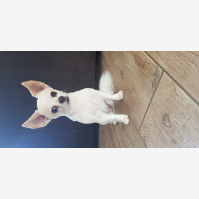 image_Petsitter expérimentée