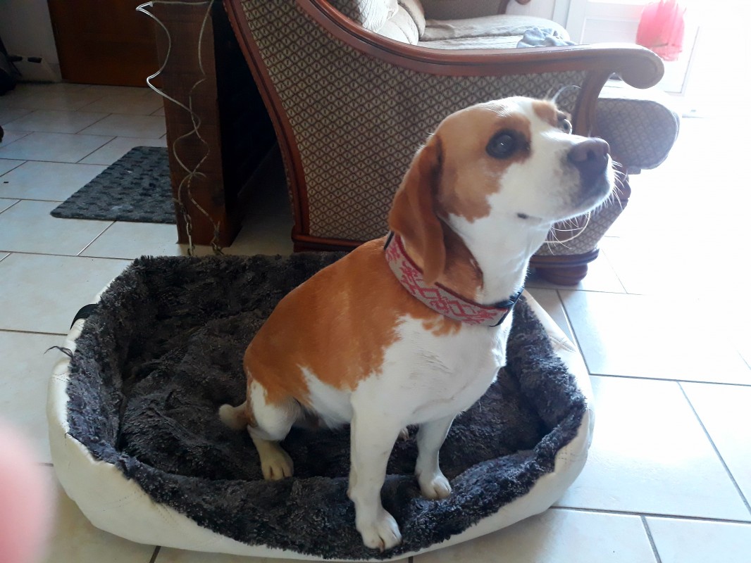 image_Garde d animaux