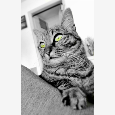 image_Les animaux, notre famille !