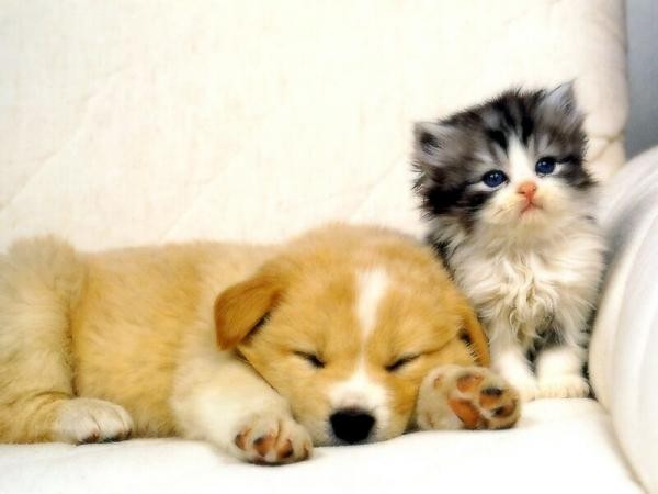 image_Je vous garde vos chiens et vos chats