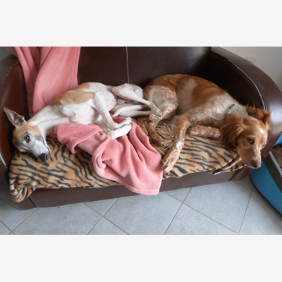image_Garde chiens