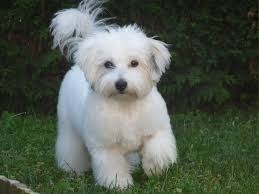 image_GARDE D'ANIMAUX
