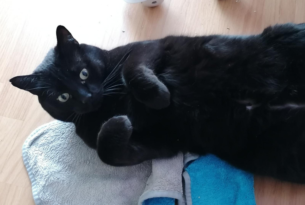 image_Garde de mon chat