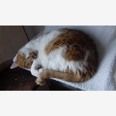 image_Cherche garde chat -fin juillet
