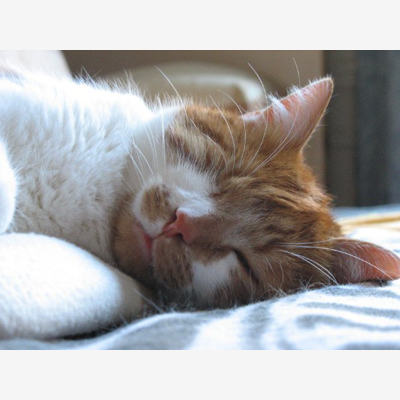 image_Garde chat fin juill-déb aout 2021