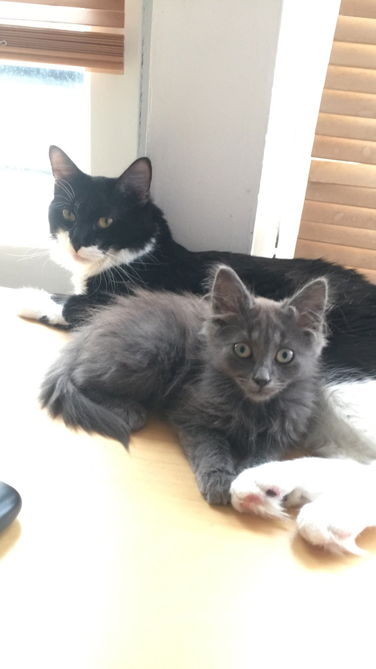 image_Garde d'animaux/chats à mon domicile :-)