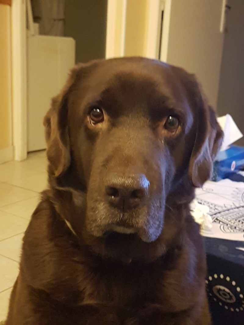 image_Cherche garde chien
