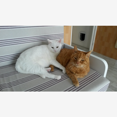 image_Garde de chats