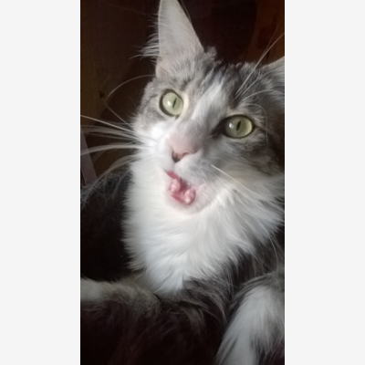 image_garde d'animaux