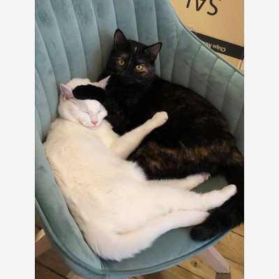 image_Visite à domicile pour 2 chats