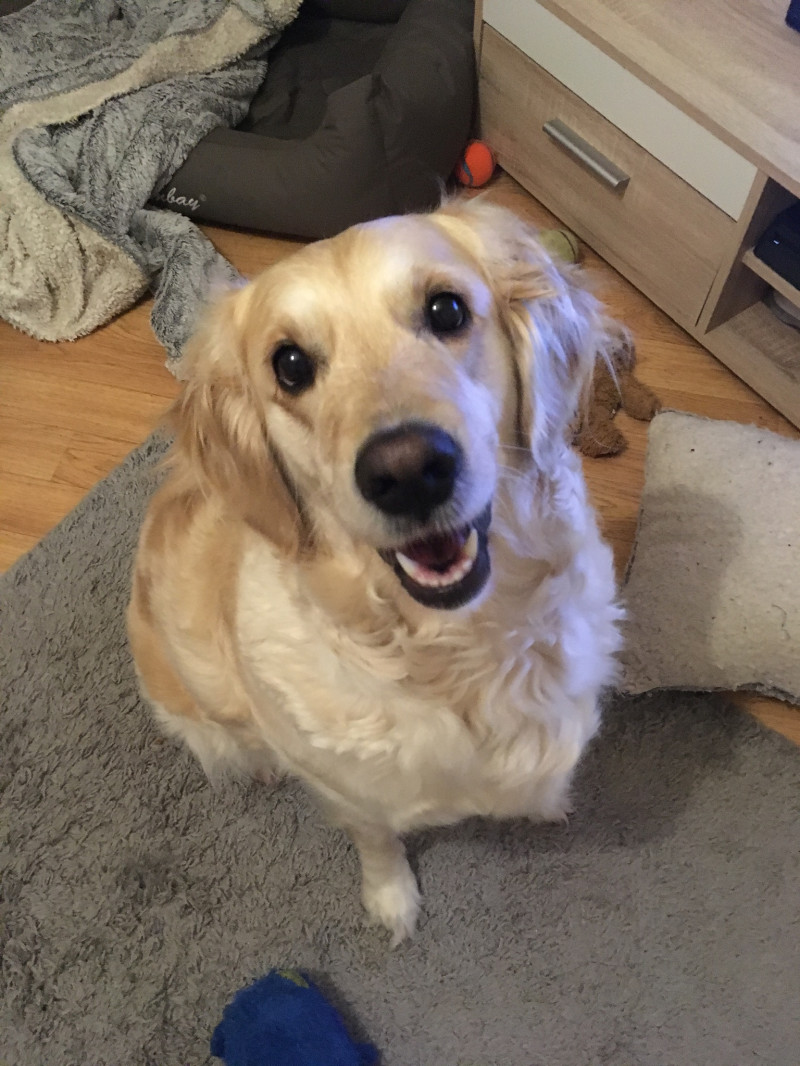 image_Garde de mon chien