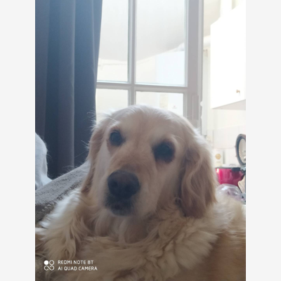 image_Garde chienne