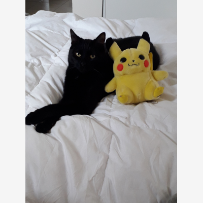 image_garde d'animaux