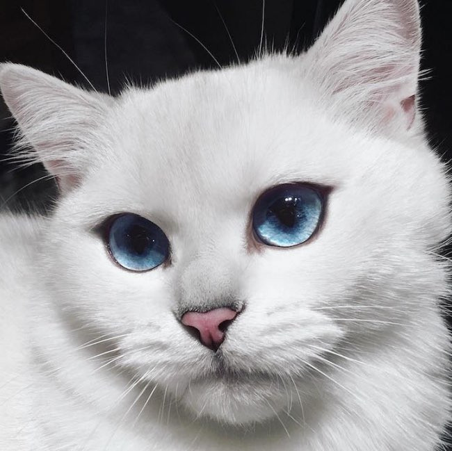 image_URGENT : Cherche nounou chat pour pendant NOEL !