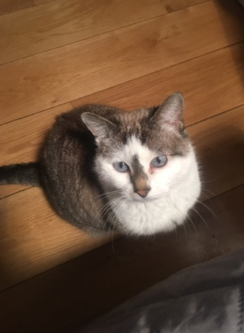 image_Recherche Nounou pour chat - URGENT