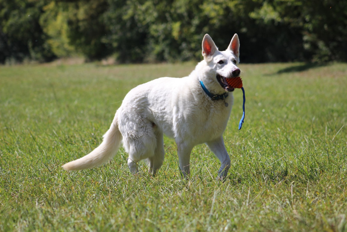 image_Pension canine, garde d'animaux