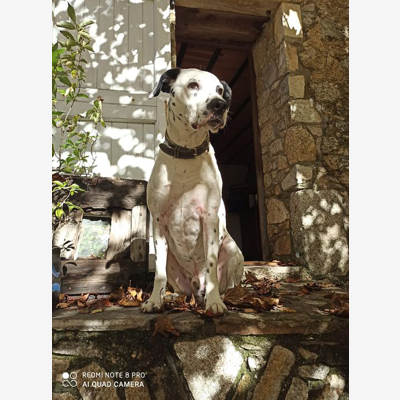 image_Garde d'animaux à domicile et pension canine familiale
