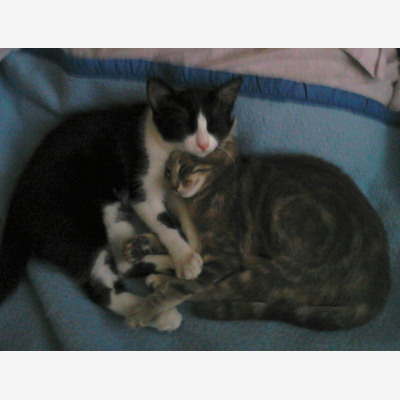 image_Garde de chat ou petit chien