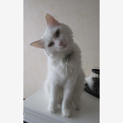 image_garde de chats