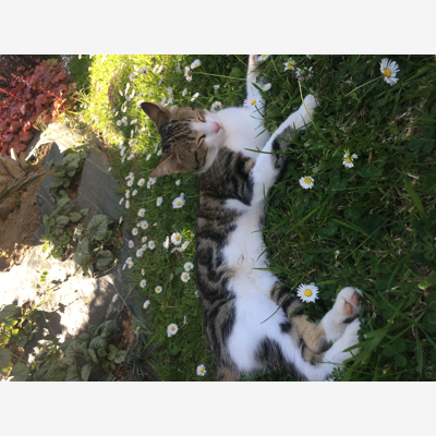 image_Cherche garde de chat pendant 3 semaines