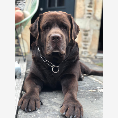 image_Cherche garde de chien en juillet- aout