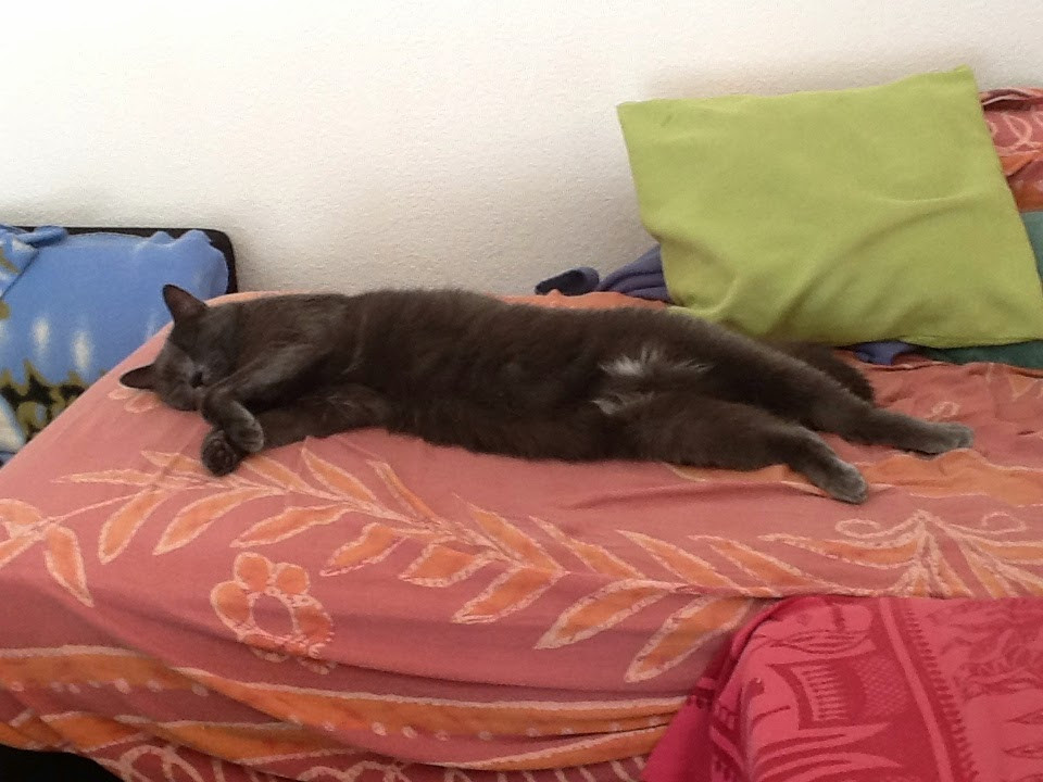 image_Garde animaux