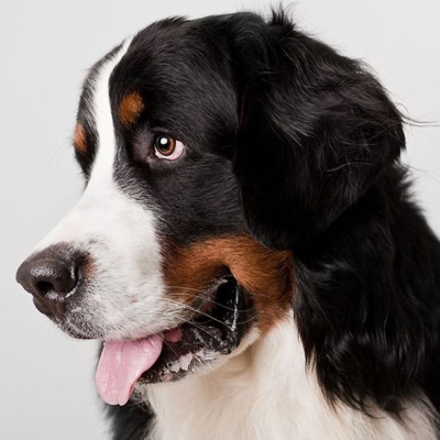 image_Retraité garde et s'occupe de votre chien comme à la maison