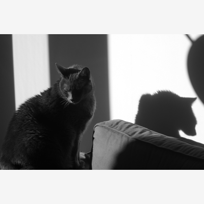image_Monsieur le Chat cherche une catsitter