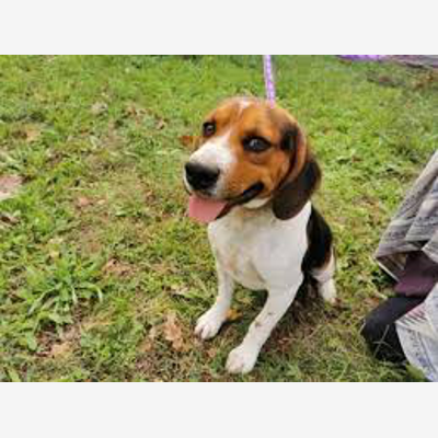 image_Propose ses services pour la garde d'animaux