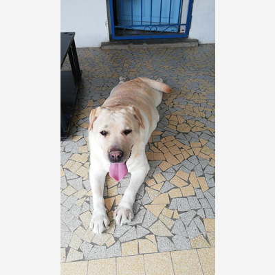image_Cherche personne sérieuse pour garder mon chien chez elle