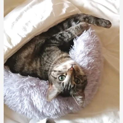 image_Cherche personne pour soins chat