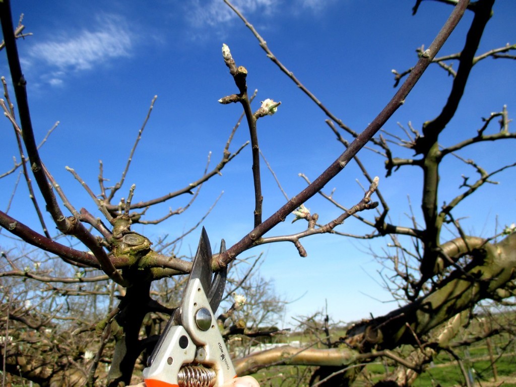 image_taille d arbre fruitier