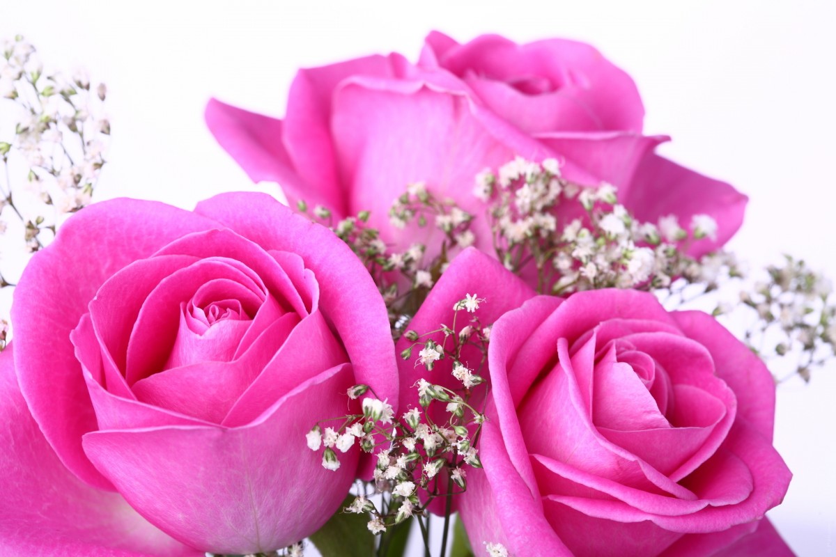 image_propose mes services gratuitement pour mariage, pacs ...