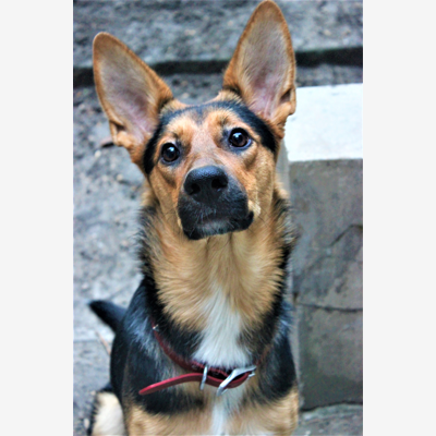 image_Garde d'animaux