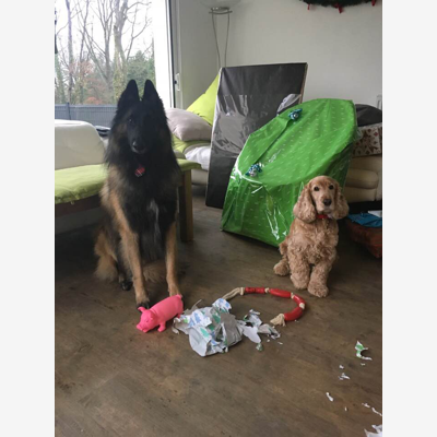 image_Daisy et Largo recherchent dog sitter pour les vacances.