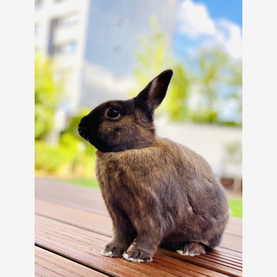 image_Garde lapin Juill/Août 2021