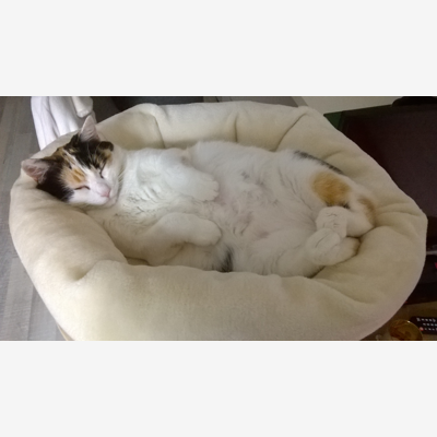 image_Catsitter