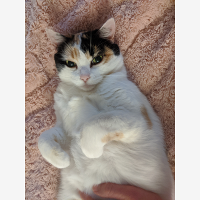 image_Catsitter