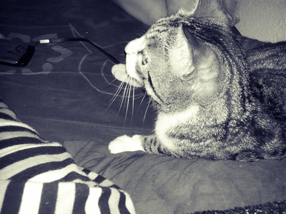 image_Garde de vos animaux